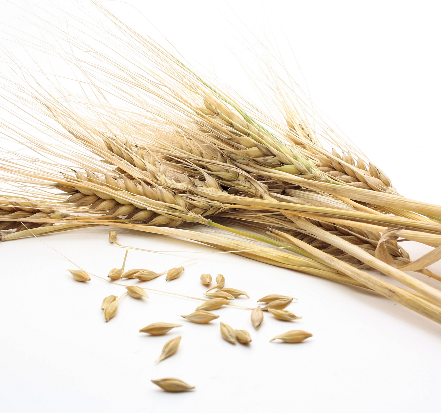 Ingredient: Ekstrakt z trawy młodego jęczmienia